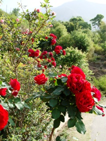 Dharamsala Roses 