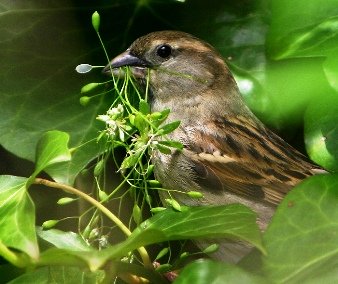 Sparrow India