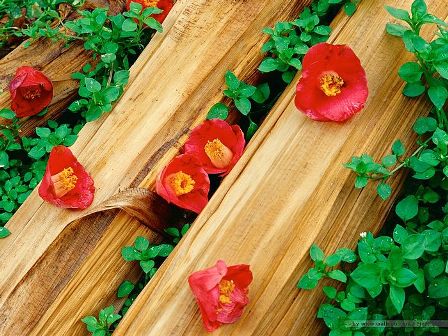 Spring India Flora